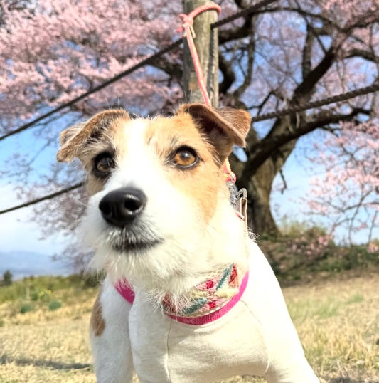 むぎちゃん専用ページ